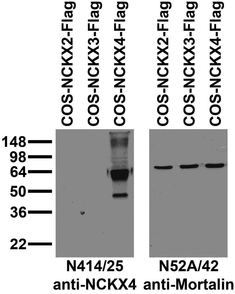 Anti-NCKX4 Antibody - Image 3