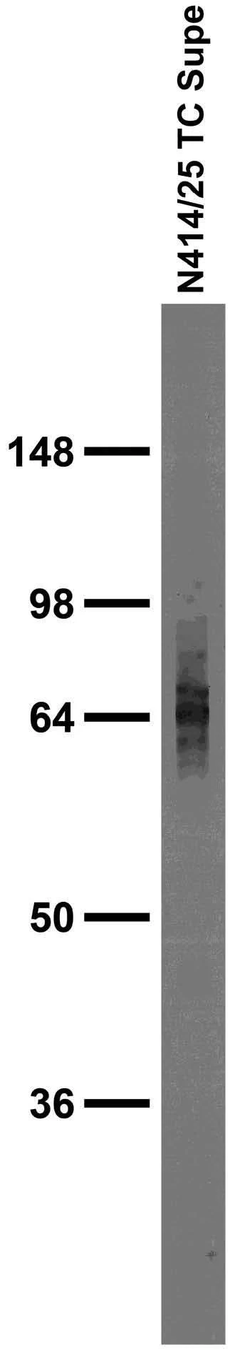 Anti-NCKX4 Antibody - Image 4