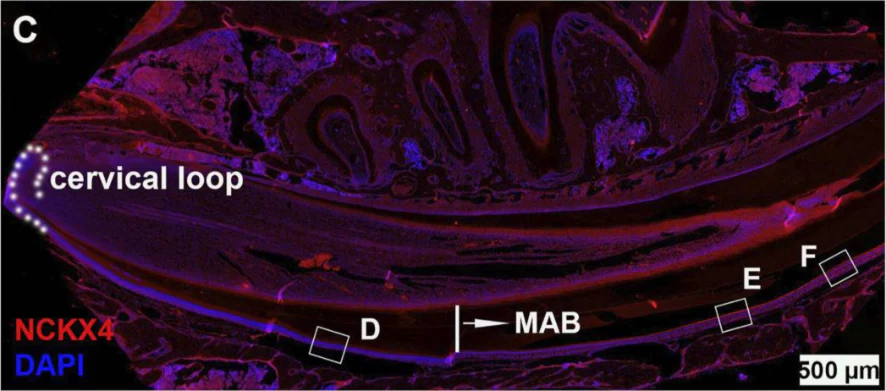 Anti-NCKX4 Antibody - Image 5