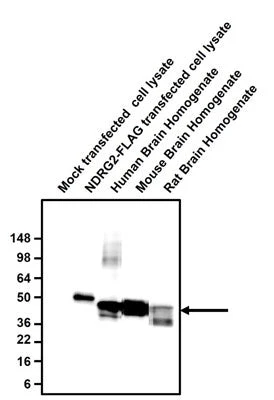 Anti-NDRG2 Antibody - Image 2