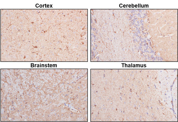 Anti-NDRG2 Antibody - Image 3