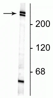 Anti-Nestin Antibody