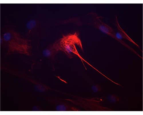 Anti-Nestin Antibody - Image 2