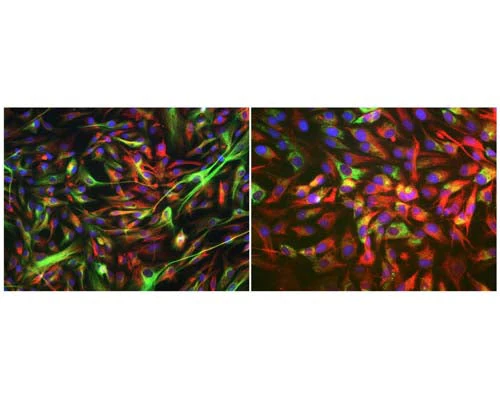 Anti-Nestin Antibody - Image 3