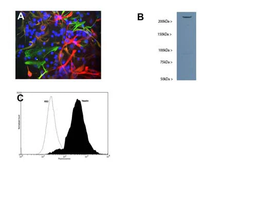 Anti-Nestin Antibody