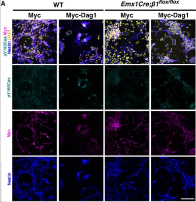 Anti-Nestin Antibody - Image 10