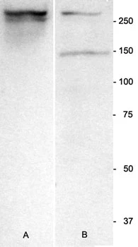 Anti-Nestin Antibody - Image 6