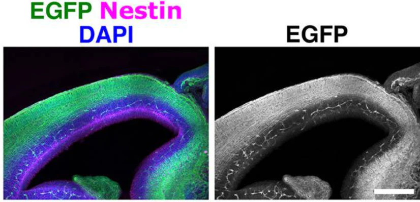 Anti-Nestin Antibody - Image 8