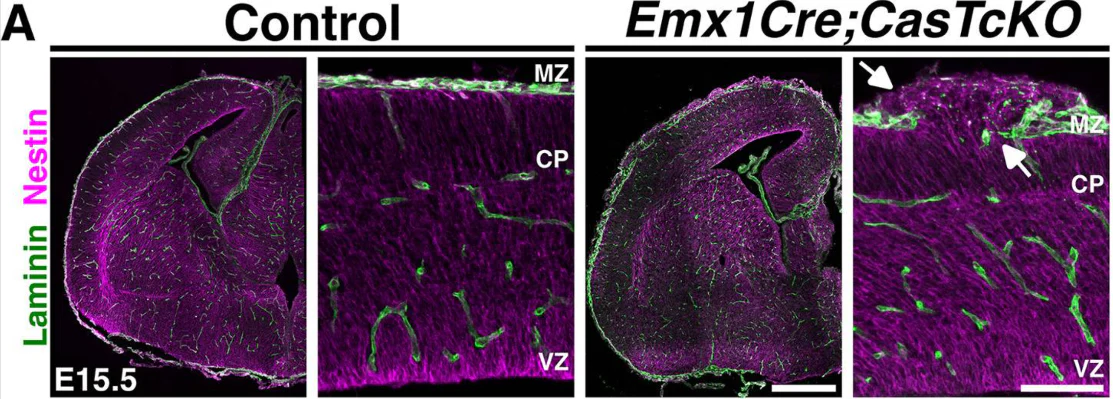 Anti-Nestin Antibody - Image 9
