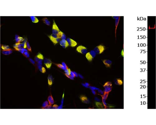 Anti-Nestin Antibody