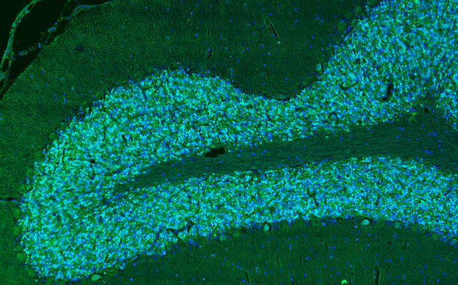 Anti-Neu-N (Fox 3) Antibody