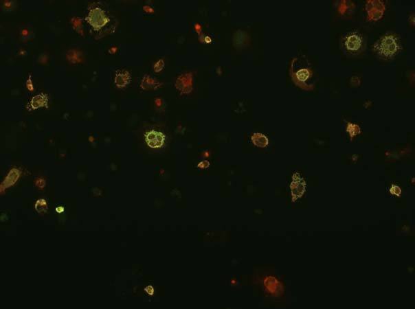 Anti-Neuregulin-HBD (Heparin Binding Domain, Type I/II) Antibody