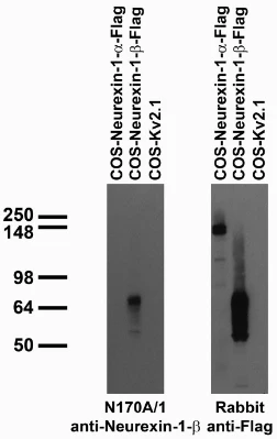 Anti-Neurexin-1-Beta (Staining) Antibody