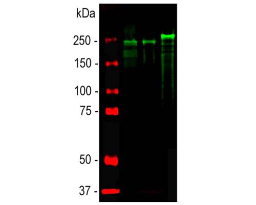 Anti-Neurofilament heavy polypeptide, phosphorylated, (pNF-H) Antibody - Image 2