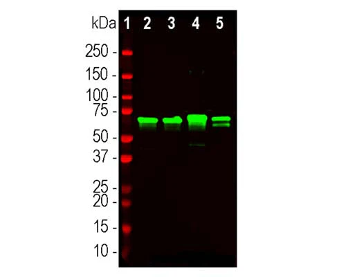 Anti-Neurofilament light polypeptide, C-terminus, (NF-L-Ct) Antibody - Image 2