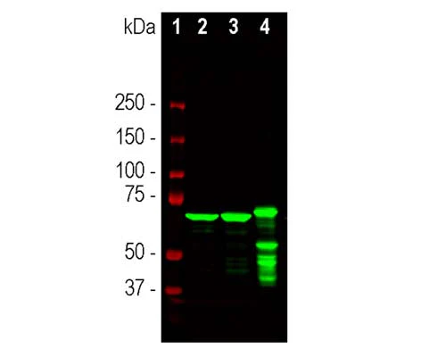 Anti-Neurofilament light polypeptide (NF-L) Antibody (1B11) - Image 2