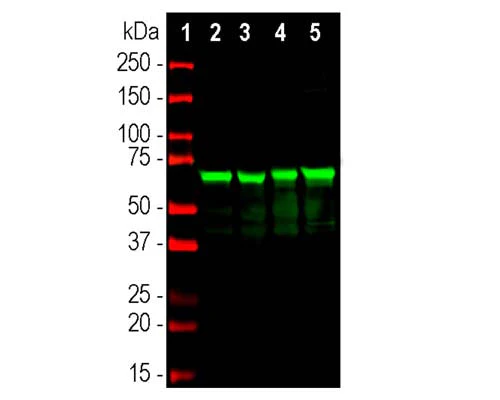 Anti-Neurofilament light polypeptide (NF-L) Antibody (6H112) - Image 2