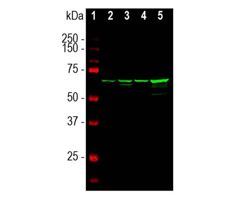 Anti-Neurofilament light polypeptide (NF-L) Antibody (7D1) - Image 2