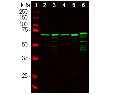 Anti-Neurofilament light polypeptide (NF-L) Antibody - Image 2