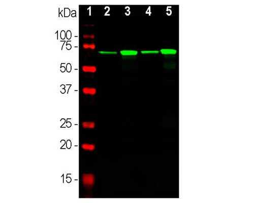 Anti-Neurofilament light polypeptide (NF-L) Antibody (DA2) - Image 2