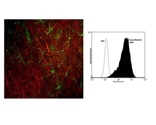 Anti-Neurofilament light polypeptide (NF-L) Antibody (DA2) - Image 3
