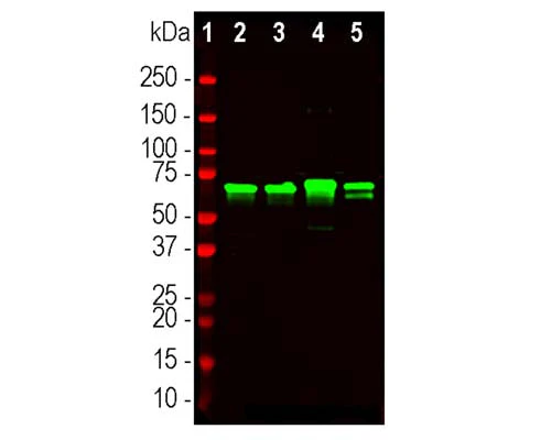 Anti-Neurofilament light polypeptide (NF-L) Antibody - Image 2
