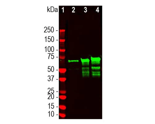 Anti-Neurofilament light polypeptide (NF-L), DG-Sensor™ Antibody (6H63) - Image 3