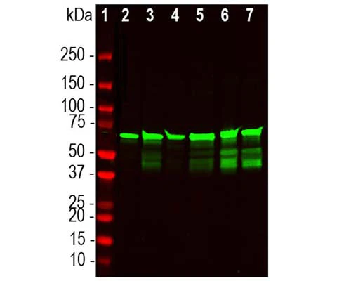 Anti-Neurofilament light polypeptide (NF-L), DG-Sensor™ Antibody - Image 2