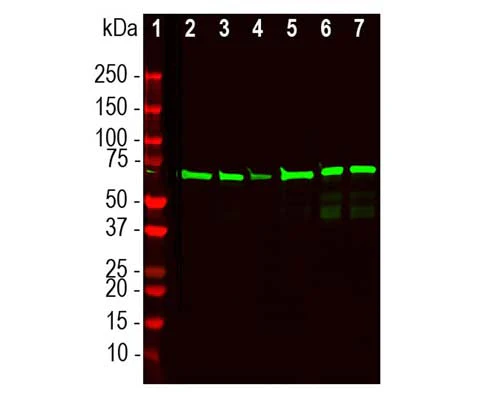 Anti-Neurofilament light polypeptide (NF-L), DG-Sensor™ Antibody - Image 2