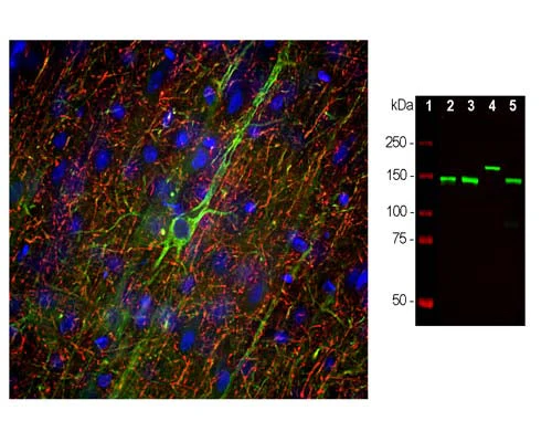 Anti-Neurofilament medium polypeptide (NF-M) Antibody (3H11) - Image 3