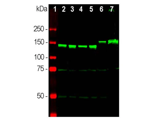 Anti-Neurofilament medium polypeptide (NF-M) Antibody - Image 3