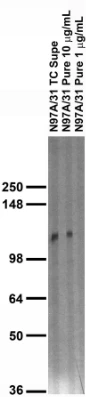 Anti-Neuroligin-1 Antibody