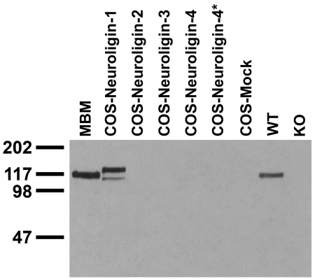 Anti-Neuroligin-1 Antibody - Image 3