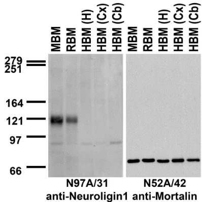 Anti-Neuroligin-1 Antibody - Image 4