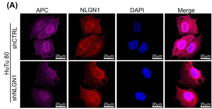 Anti-Neuroligin-1 Antibody - Image 5