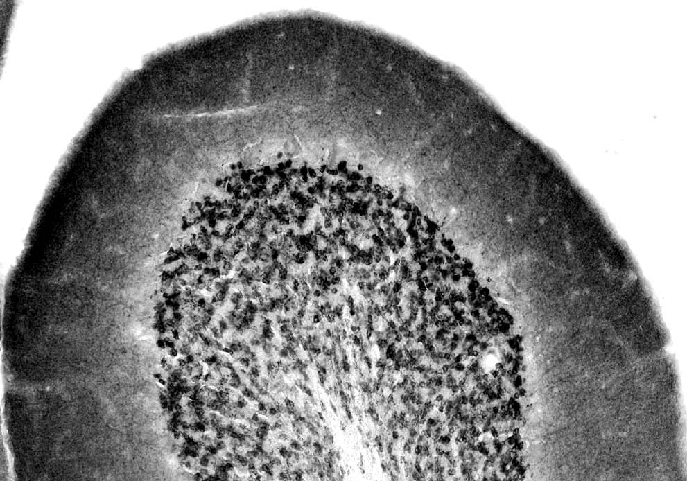 Anti-Neuroligin-2 Antibody - Image 2