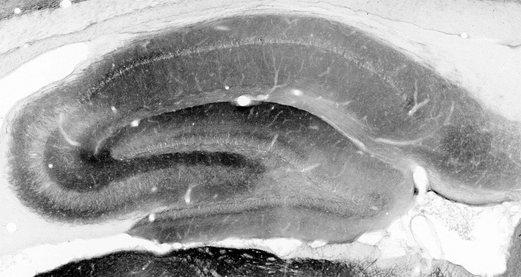 Anti-Neuroligin-2 Antibody - Image 3