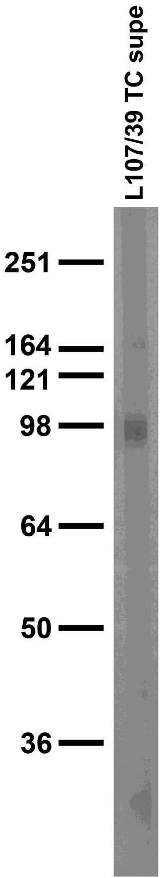 Anti-Neuroligin-2 Antibody - Image 4
