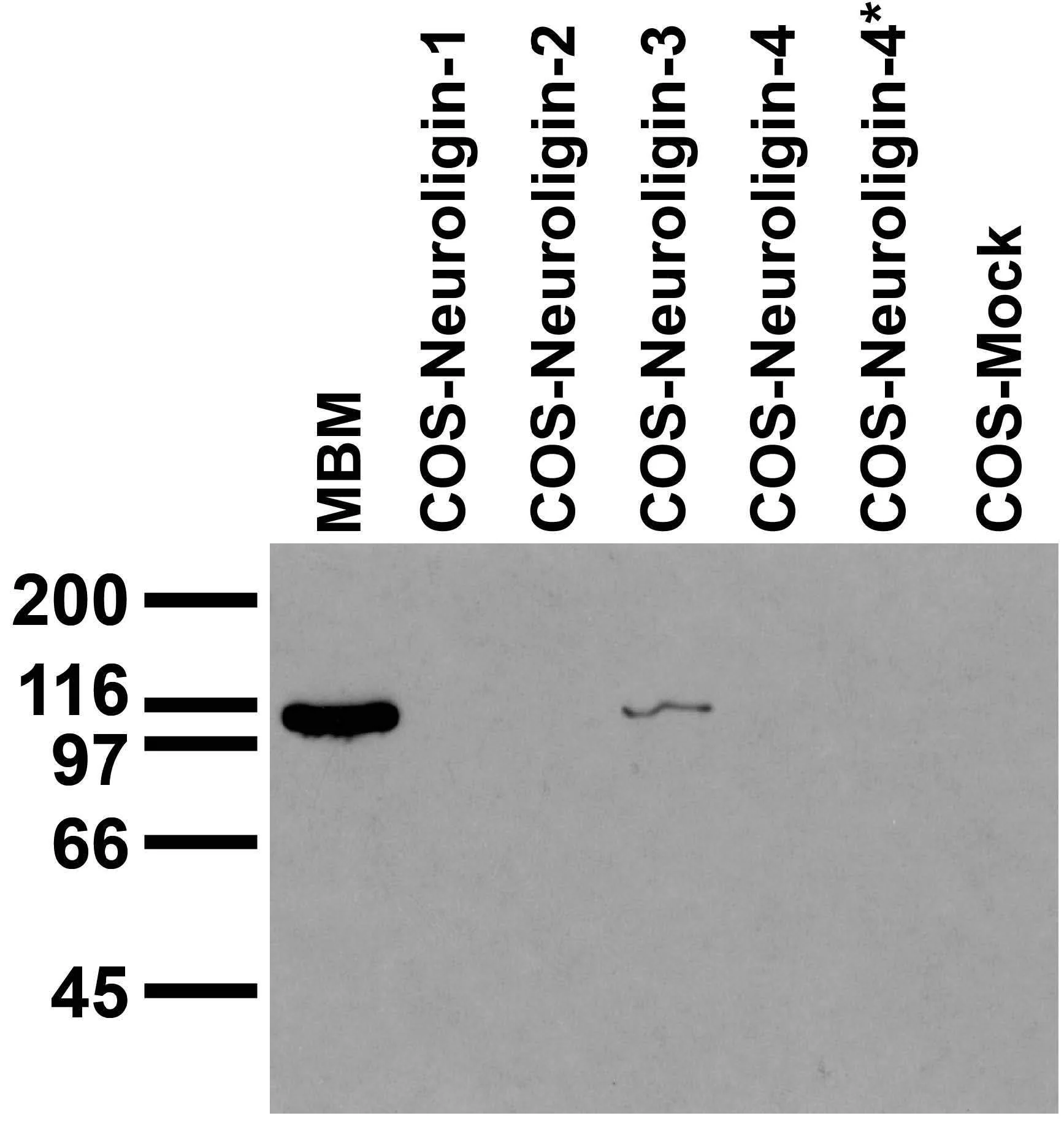 Anti-Neuroligin-3 Antibody