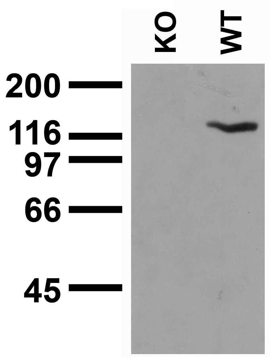 Anti-Neuroligin-3 Antibody - Image 3