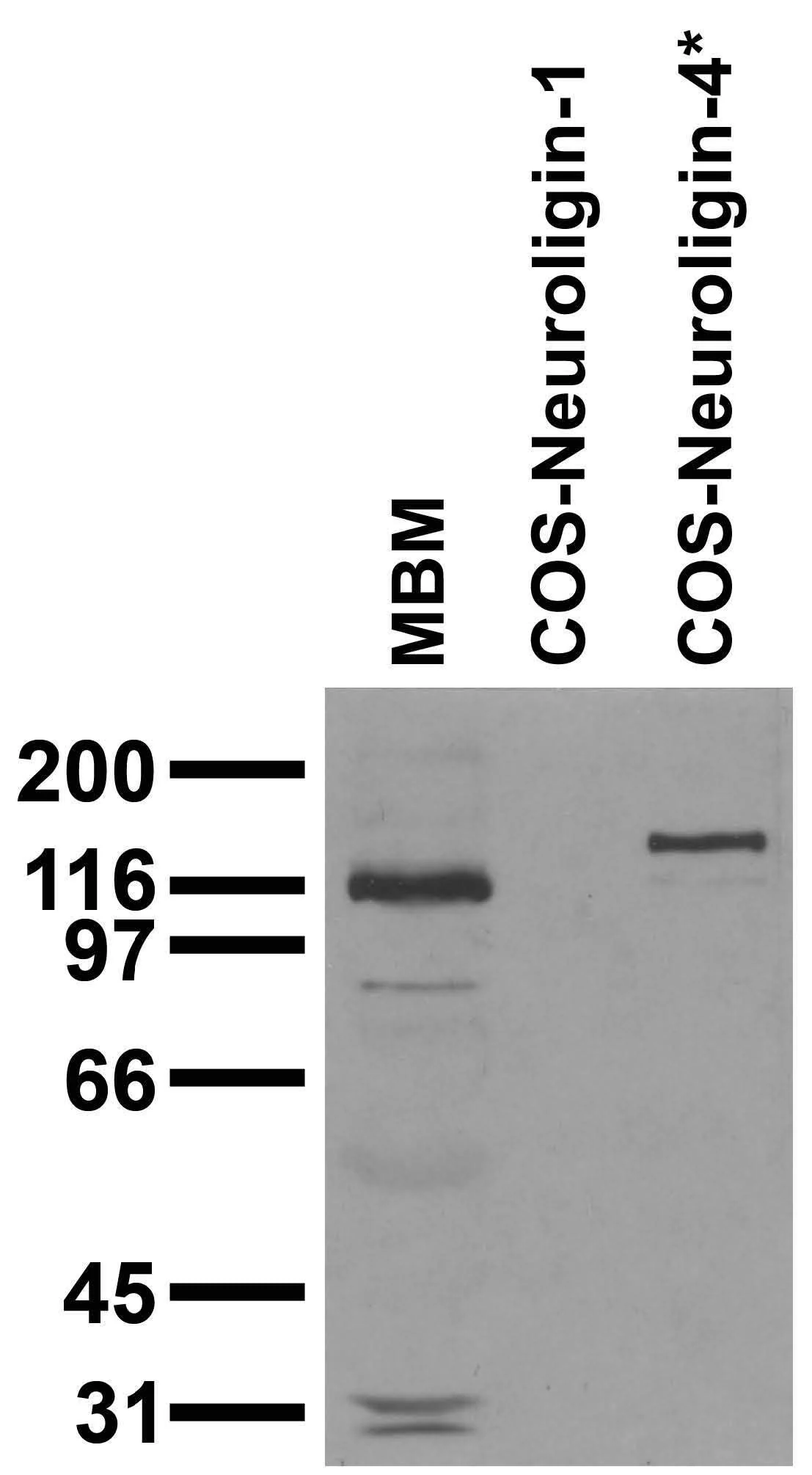 Anti-Neuroligin-4 Antibody