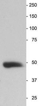 Anti-Neuron-Specific Enolase (NSE) Type 2 Antibody - Image 2