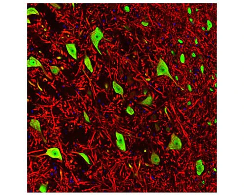 Anti-Neuronal nuclei antigen (NeuN/FOX3) Antibody (1B7)