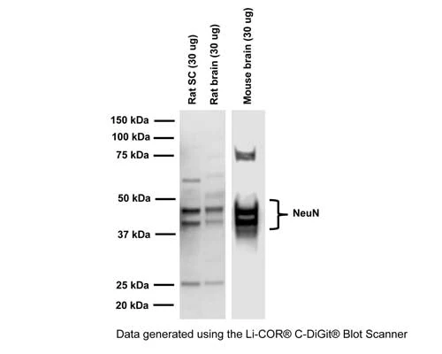 Anti-Neuronal nuclei antigen (NeuN/FOX3) Antibody (1B7) - Image 2