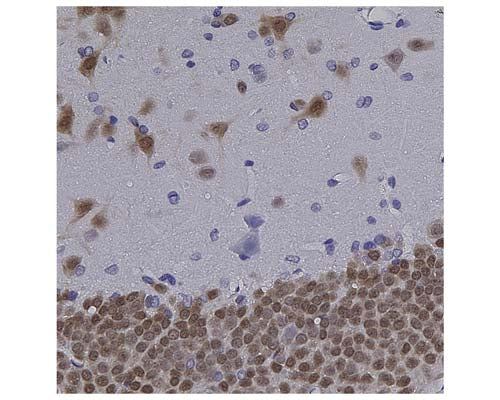 Anti-Neuronal nuclei antigen (NeuN/FOX3) Antibody (1B7) - Image 3