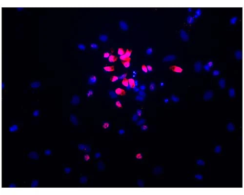 Anti-Neuronal nuclei antigen (NeuN/FOX3) Antibody (1B7) - Image 4