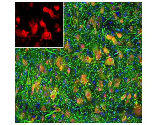 Anti-Neuronal nuclei antigen NeuN/FOX3 Antibody