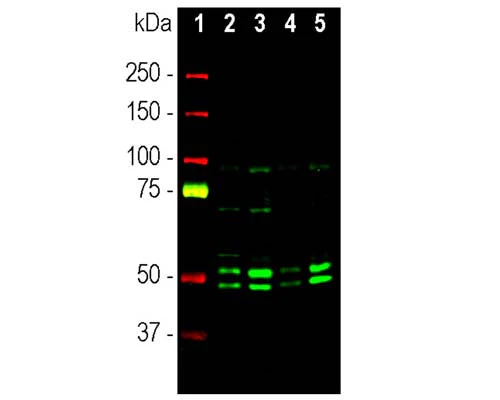 Anti-Neuronal nuclei antigen NeuN/FOX3 Antibody - Image 2