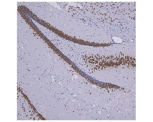 Anti-Neuronal nuclei antigen NeuN/FOX3 Antibody - Image 3