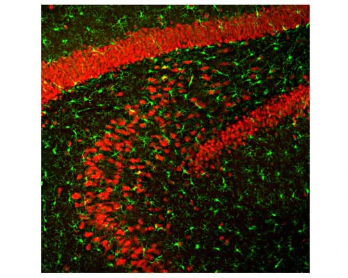 Anti-Neuronal nuclei antigen [NeuN]/FOX3, (NeuN/FOX3) Antibody